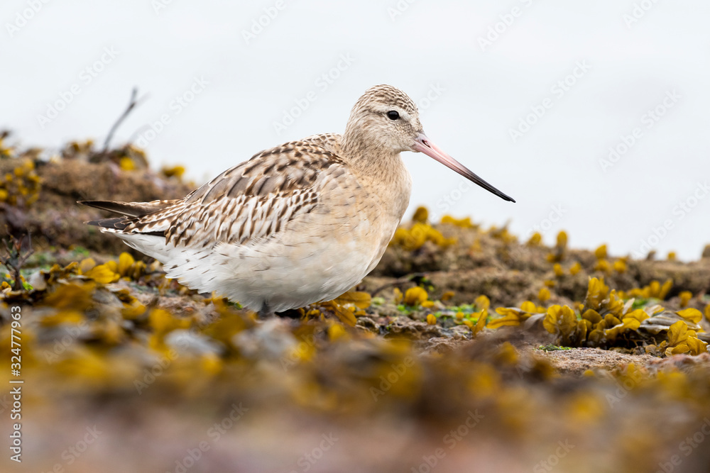 Bar-tailed godwit, Lapponic limousine, looking for food between rocks and seaweed, Bar-tailed godwit, Lapponic limousine, looking for food between rocks and seaweed,