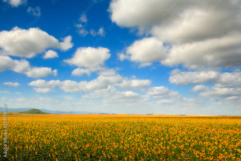 Landscape of the foothills of Altai. Fields of sunflowers extend to the horizon against a blue sky with clouds. Ecologically clean area.