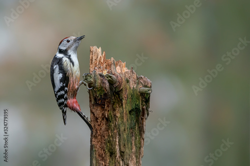 Middle Spotted Woodpecker (Leiopicus medius) on a tree trunk in the forest of Drunen, Noord Brabant in the Netherlands. Bokeh Background. 