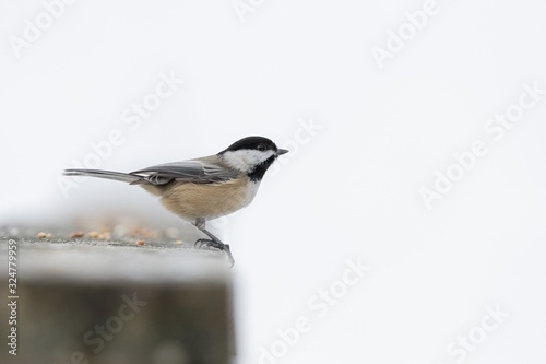Fotografia Beautiful shot of a black and white songbird standing on a stone on a white back