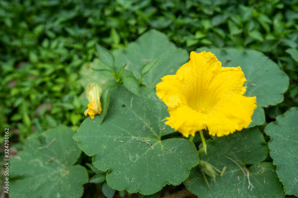ฺBeautiful blossom yellow Pumpkin flower ฺBeautiful blossom yellow Pumpkin flower