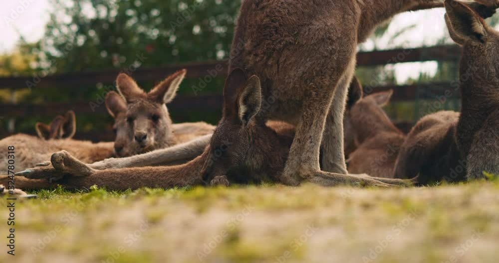 Group of eastern grey kangaroos lying on the grass, resting. Close up, BMPCC 4K Group of eastern grey kangaroos lying on the grass, resting. Close up, BMPCC 4K