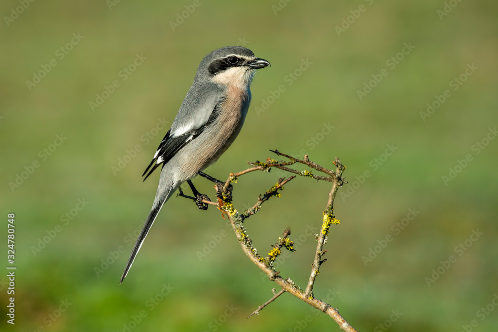 southern gray shrike on its branch watching southern gray shrike on its branch watching