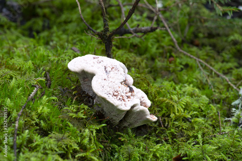 Bleeding tooth fungus, Hydnellum peckii growing among moss photo