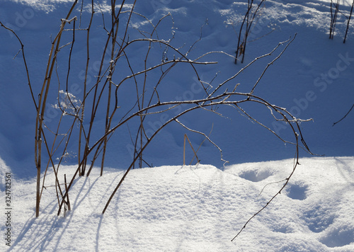 Bush branch closeuo at winter. photo