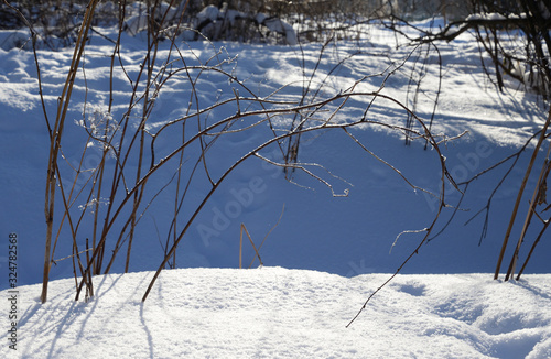 Bush branch closeuo at winter. photo