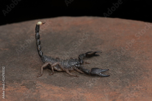 Scorpions  Heterometrus  Heterometrus xanthopus  Bapdev Ghat  Saswad  Maharashtra