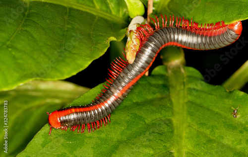 Red Spined Millipede, Xenobolus carnifex , Coorg, Karnataka, India photo