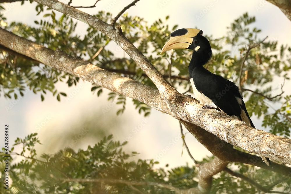 Malabar Pied Hornbill, Anthacoceros coronatus, Dandeli, Karnataka, India Malabar Pied Hornbill, Anthacoceros coronatus, Dandeli, Karnataka, India