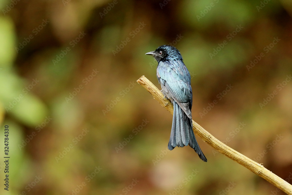 Fototapeta premium Bronzed Drongo, Dicrurus aeneus, Ganeshgudi, Karnataka, India