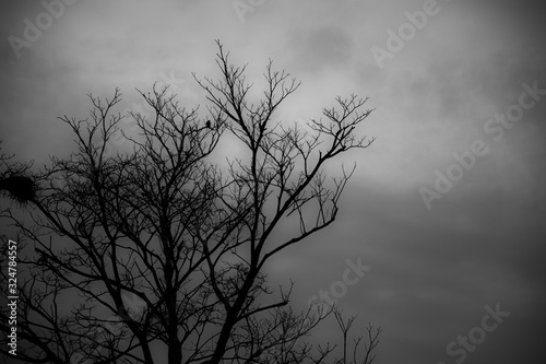 Bare tree look like haunted tree using as a background or wallpaper halloween.  © Nawaphon