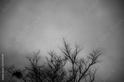 Bare tree look like haunted tree using as a background or wallpaper halloween.  © Nawaphon