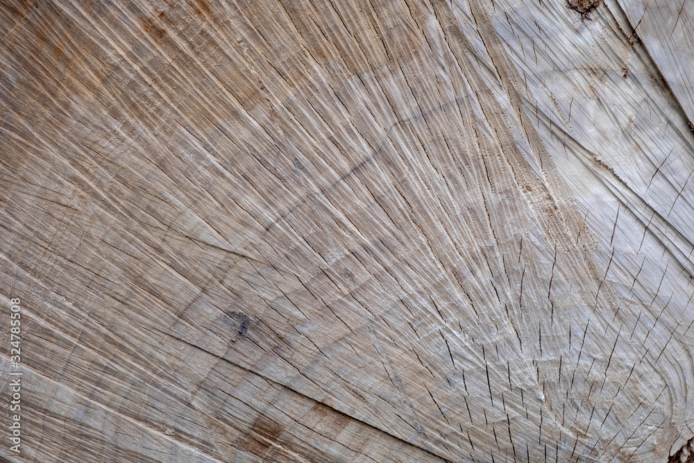 Fototapeta premium Wood stump closeup background.