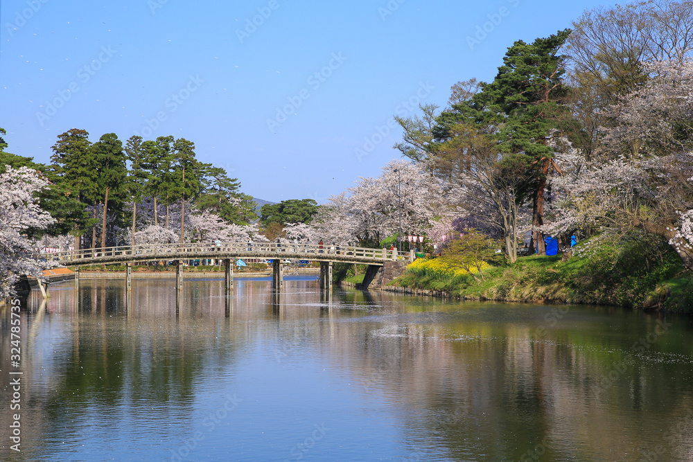 Obraz premium 高田公園の桜