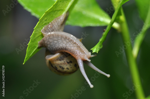 Snail in green leaf closeup