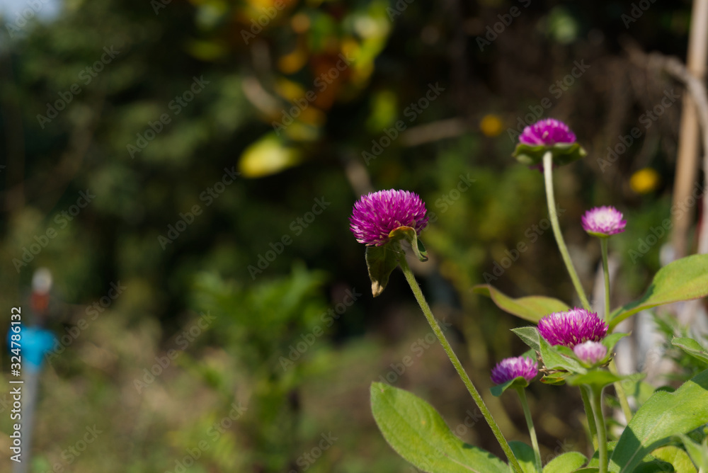 Purple Gomphrena globosa in the garden. Purple Gomphrena globosa in the garden.