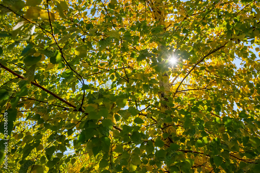 Colorful autumn park yellow leaves. Closeup view. Autumn forest natural landscape. Autumn, fall concept. Colorful autumn park yellow leaves. Closeup view. Autumn forest natural landscape. Autumn, fall concept.