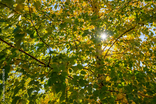 Colorful autumn park yellow leaves. Closeup view. Autumn forest natural landscape. Autumn, fall concept.