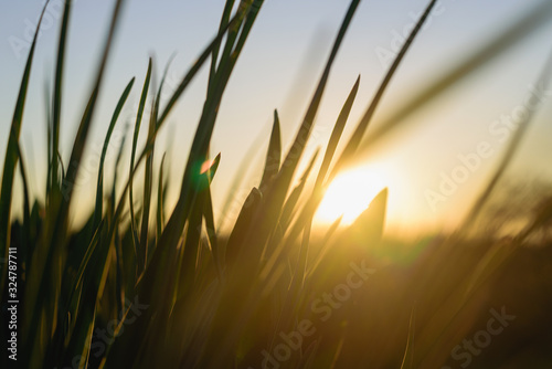 Grass against the setting sun