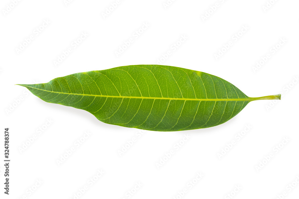 Fototapeta premium Green mango leaf isolated on white background