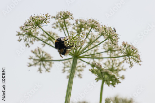 A bee collecting nectar from a large flower umbel