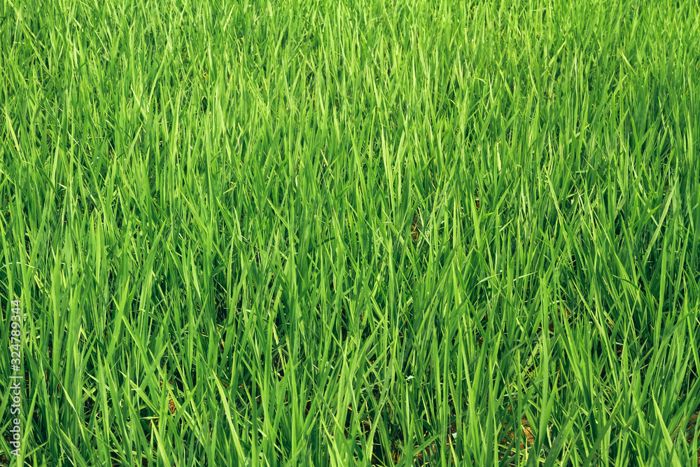 background of green grass background of green grass