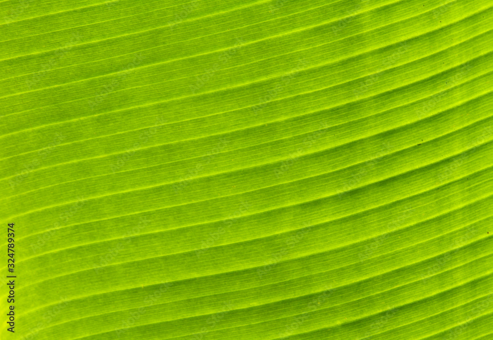 leaf of palm tree leaf of palm tree