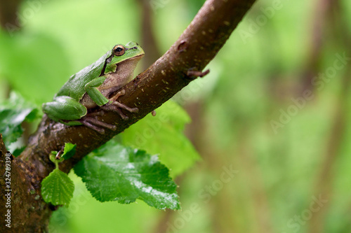Green frog sitting on a tree. Common tree frog or arborea (Hyla arborea)