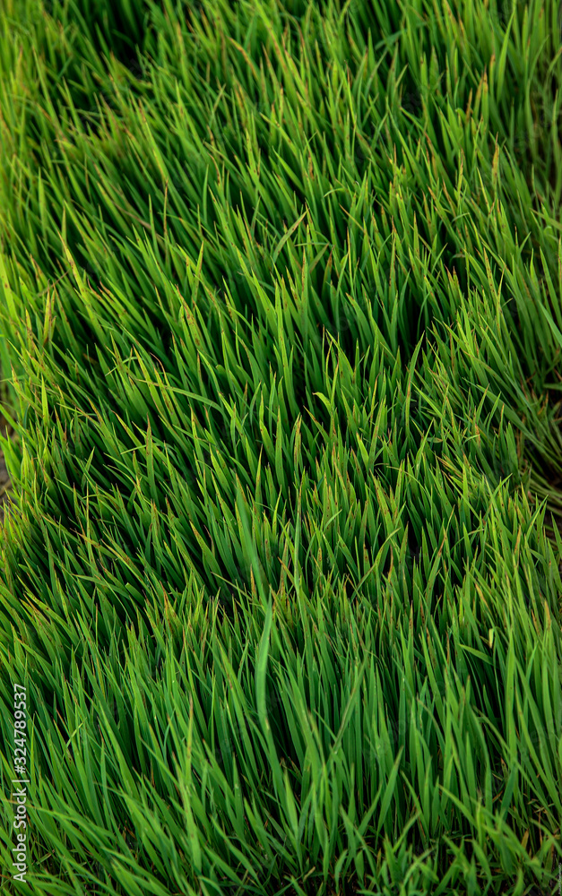 green grass on black background green grass on black background