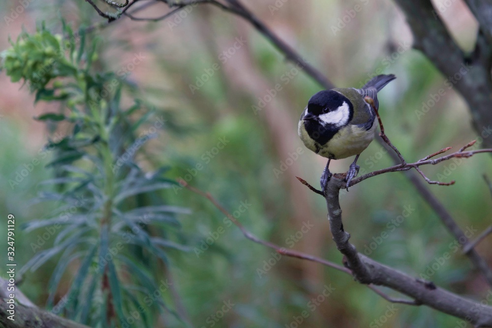 Fototapeta premium Oiseau
