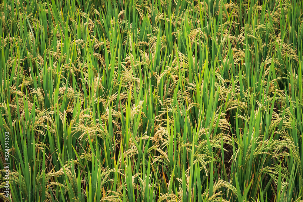 green grass in the field