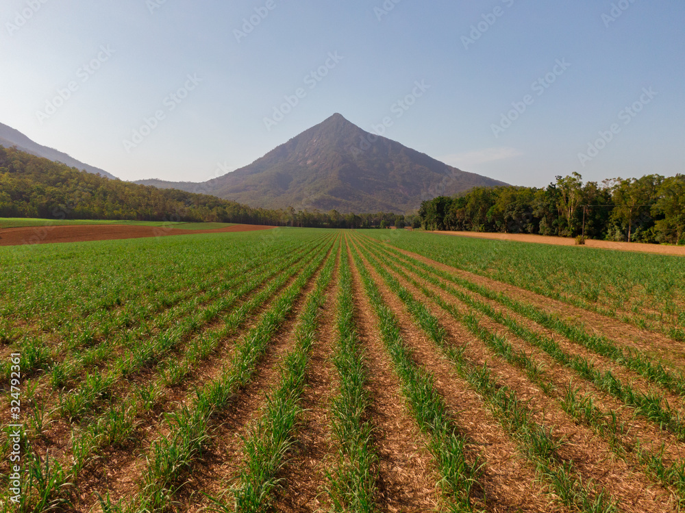 Beautiful mountain landscape with sugar cane fields foreground. Dramatic DRONE aerial view of fields, trees, green forest, farm, mountains, blue sky & road. Shot in Walsh's Pyramid, Cairns, Australia. Beautiful mountain landscape with sugar cane fields foreground. Dramatic DRONE aerial view of fields, trees, green forest, farm, mountains, blue sky & road. Shot in Walsh's Pyramid, Cairns, Australia.