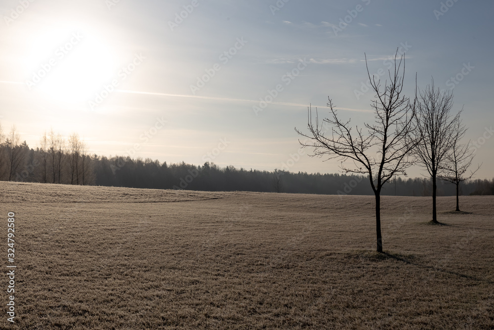 Fototapeta premium tree in fog