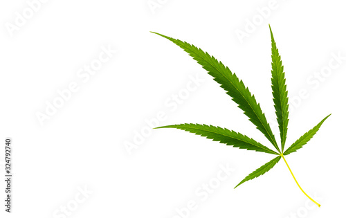 Fresh green Cannabis leaf on white background