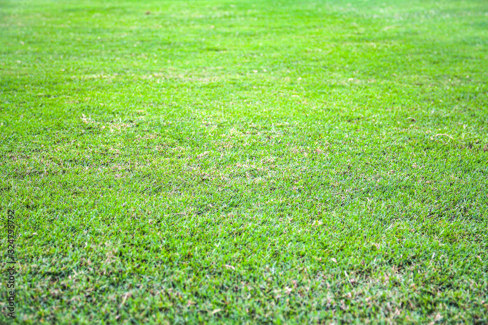 green grass texture background 