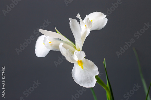 Fototapeta Naklejka Na Ścianę i Meble -  white irises flowers on a gray decorative background