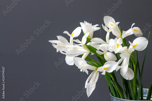 white irises flowers on a gray decorative background