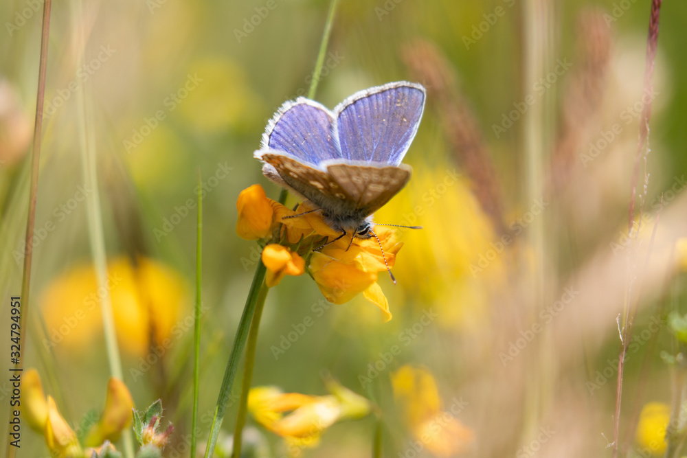 A close up view of a common blue butterfly on a vibrant yellow flower A close up view of a common blue butterfly on a vibrant yellow flower