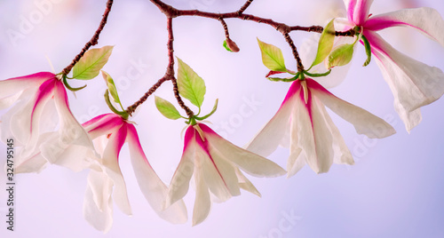 Blossoming of magnolia white flowers in spring time  natural seasonal background