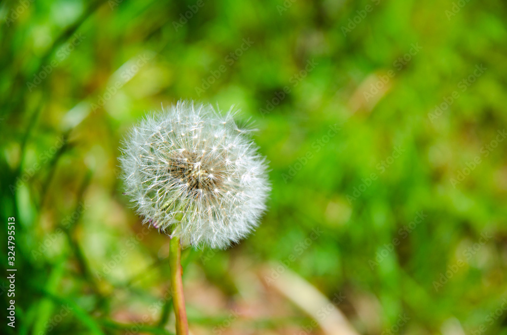 Dandelion seeds in the sunlight in the fresh green morning background, Selective focus, soft background. Green background for copy space. Dandelion seeds in the sunlight in the fresh green morning background, Selective focus, soft background. Green background for copy space.