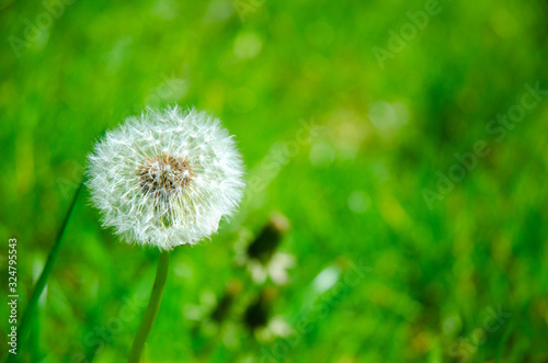 Dandelion seeds in the sunlight in the fresh green morning background  Selective focus  soft background. Green background for copy space.
