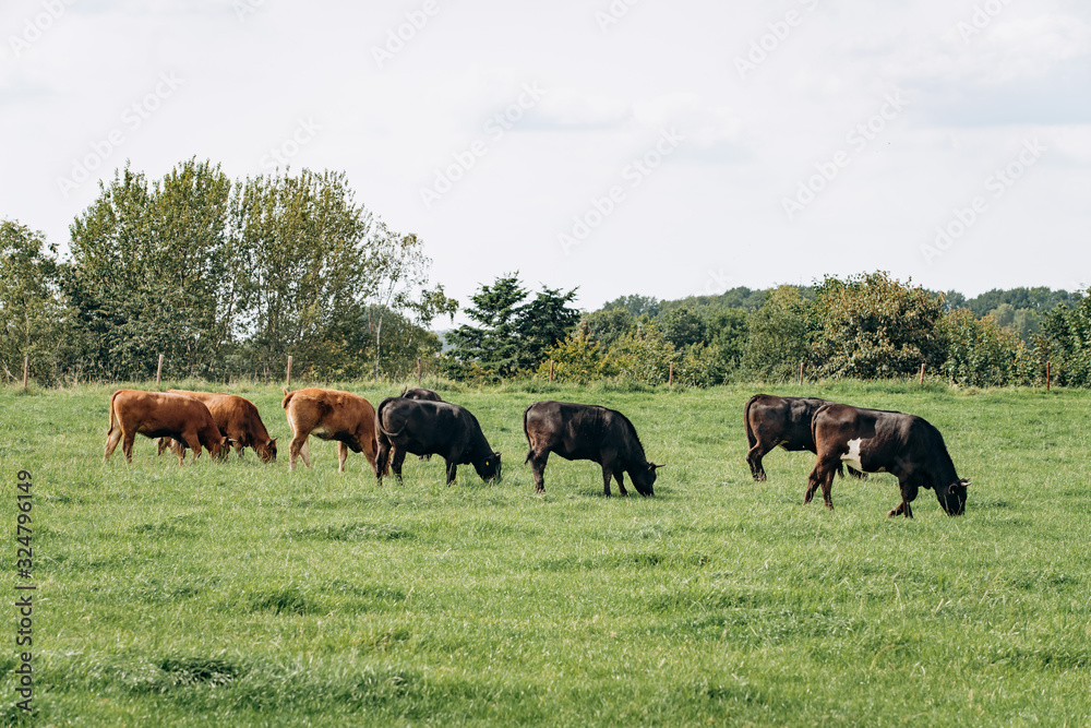 Group of cows grazing on a green meadow. Cows graze on the farm