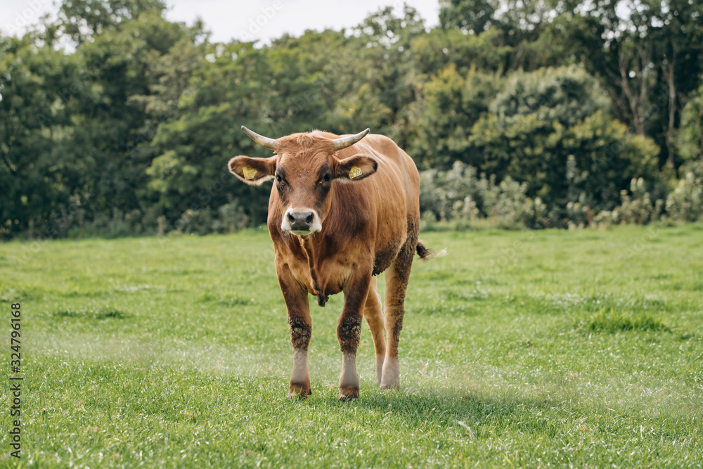 Dairy cows grazing in the meadow. Cows graze on the green grass.