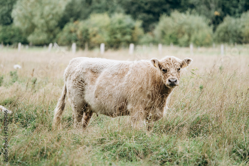 Cow in the pasture. Hairy cow in a green field