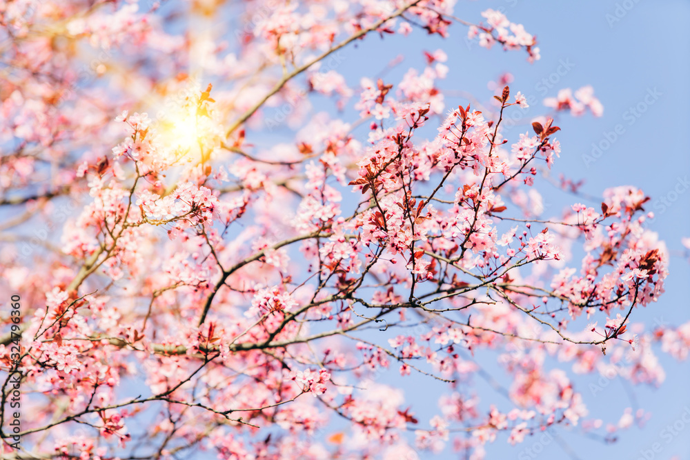 Flowering branches of cherry blossoms against a beautiful blue sky. Flowering branches of cherry blossoms against a beautiful blue sky.