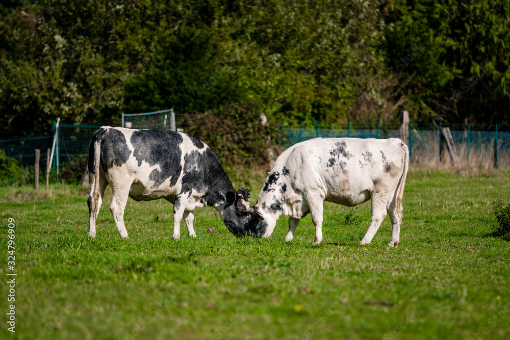 cows in a grassy field on a bright and sunny day