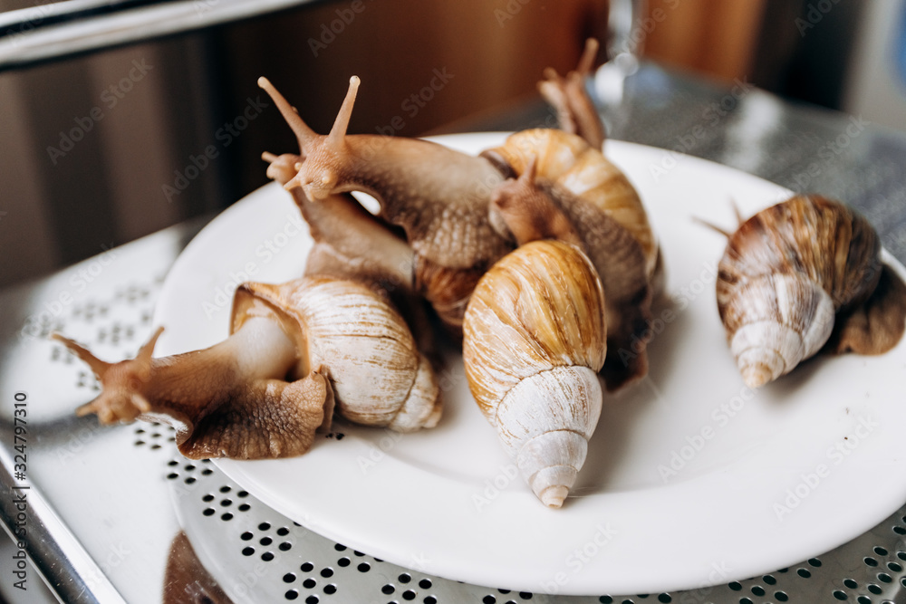 Live snails on a white plate ready to cook