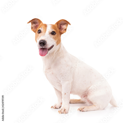 Jack Russell Terrier, isolated on white background at studio