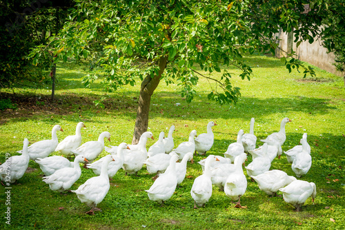Fotografie, Tablou White geese. Geese in the grass. Domestic bird