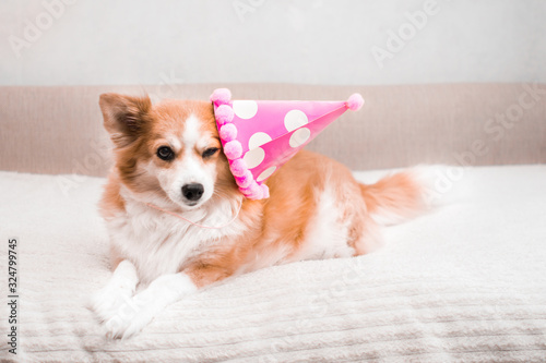 Concept for birthday, celebration. Ginger dog lies on the bed in a festive cap © anastas_